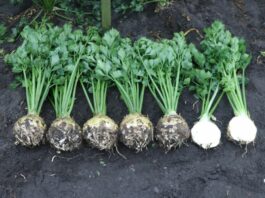 Nawożenie selera, a pozostałości metali ciężkich w warzywach korzeniowych