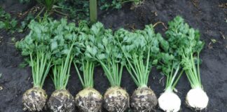 Nawożenie selera, a pozostałości metali ciężkich w warzywach korzeniowych