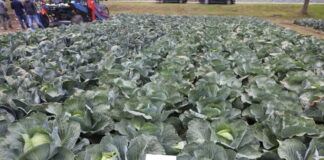 Budowanie główki i korzeni kapusty. Masa i jakość