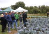 Gdzie warto być? Najbliższe spotkania i szkolenia dla producentów warzyw.