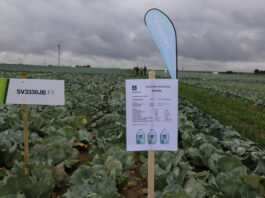 Jak zaoszczędzić na nawożeniu w uprawie kapusty?