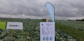 Jak zaoszczędzić na nawożeniu w uprawie kapusty?