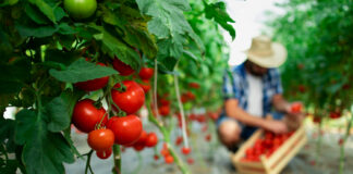 Jak uprawiać pomidory? Jak pielęgnować? Jak często podlewać? – krok po kroku