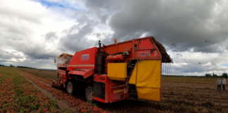 Pomidor gruntowy – sezon 2022 – w czasie zbiorów pomidor polny