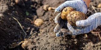 Rosja zwiększa import ziemniaków z Chin. Wzrost pięciokrotny w 2024 roku jak wyglądają drutowce