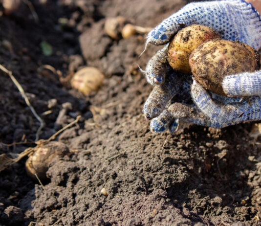 Ile kosztuje młody ziemniak – ceny na giełdach i w marketach detalicznych z dnia 03.07.2024 jak wyglądają drutowce
