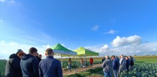 Ochrona brokułów w technologii DSG (bez chemicznych środków ochrony), cz. II