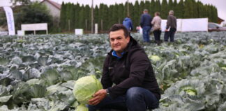 Kapusty z odpornością na kiłę kapusty – trzy nowe odmiany od Syngenta