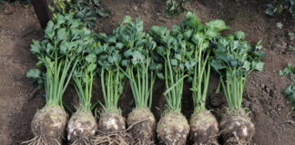 Trzy odmiany selera od Novisem