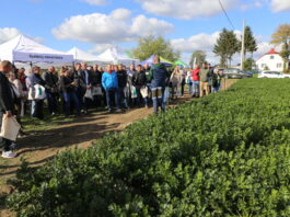 Biologiczne metody zwalczania chorób i nicieni w uprawie selera