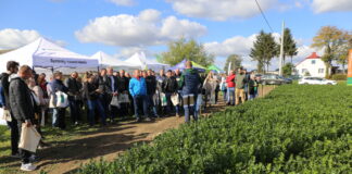 Biologiczne metody zwalczania chorób i nicieni w uprawie selera