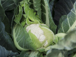 Francuska produkcja kalafiora spada