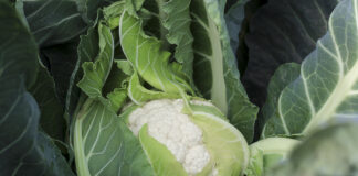 Francuska produkcja kalafiora spada