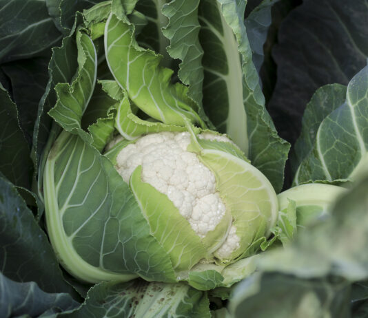 Francuska produkcja kalafiora spada