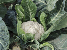 Ceny kalafiorów w Niemczech stabilne – początek października. Na rynek trafia towar z Polski ceny kalafiorów