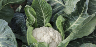 Kalafiorowa Demo Farma ceny kalafiorów