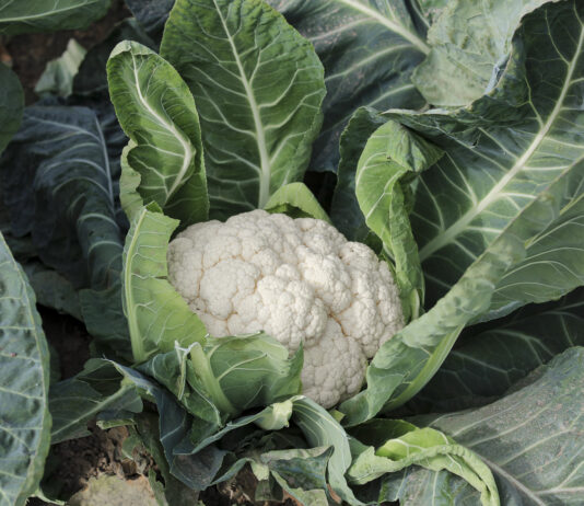 Kalafiorowa Demo Farma ceny kalafiorów