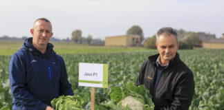 Kalafior doskonały w ocenie producentów