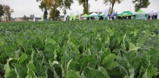 Kalafior i brokuł – spotkanie polowe 29 września