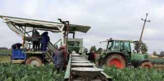 Producenci kalafiorów i brokułów dostali 1 mln zł