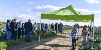 Ochrona brokułów w technologii DSG (bez środków chemicznych), cz. I