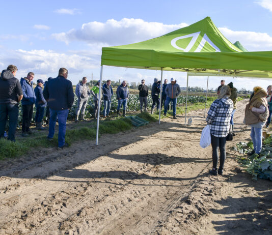 Ochrona brokułów w technologii DSG (bez środków chemicznych), cz. I