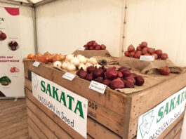 Nowe typy cebuli i nowy buraczek