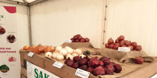 Nowe typy cebuli i nowy buraczek