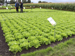 Nowe odmiany sałaty w trzech typach na Fields of Innovation