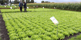 Nowe odmiany sałaty w trzech typach na Fields of Innovation