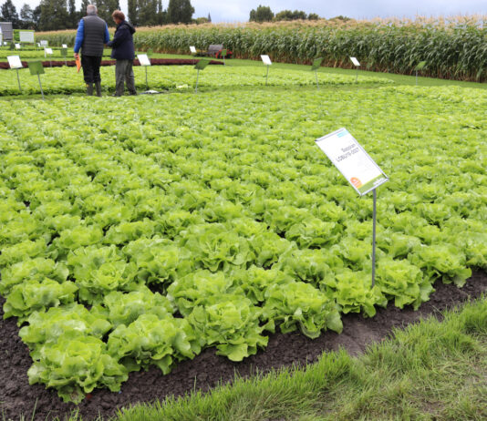 Nowe odmiany sałaty w trzech typach na Fields of Innovation
