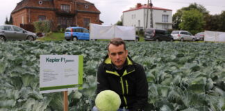 Kapusta biała – odmiany do przechowywania