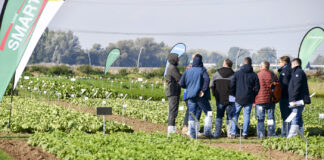 Wyzwania holenderskich farmerów w ochronie warzyw