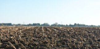 Badanie pH gleby – jak sprawdzić kwasowość gleby?