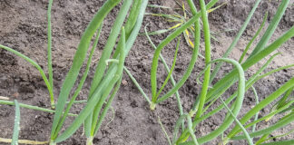 Jak powinna wyglądać cebula zimująca przed nadejściem zimy?