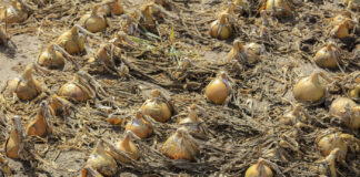 Cebula na świecie. Co o tym mówią eksperci Euronion?