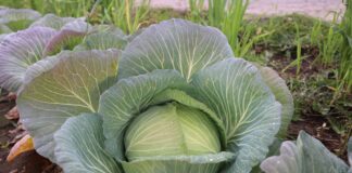 Płaska kapusta Callaway F1 zdobywa rynek