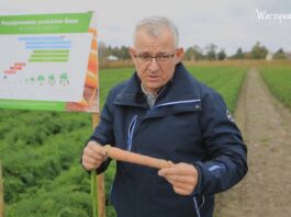 Marchew w sezonie 2022. Podsumowanie programu ochrony