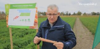 Marchew w sezonie 2022. Podsumowanie programu ochrony
