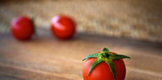 Alternarioza pomidora: zwalczanie, oprysk, objawy alternarioza pomidora