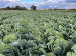 Nowe trendy w uprawie kapusty (cz. II) – odmiany kapust