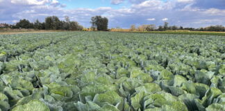 Kapusta biała, czerwona i włoska – uzasadniony wzrost cen