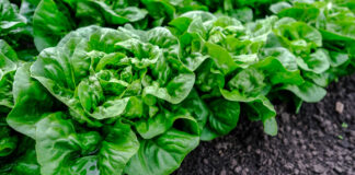 Nawożenie warzyw liściowych w kształtowaniu wielkości i jakości plonu