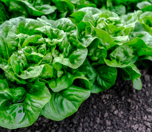 Nawożenie warzyw liściowych w kształtowaniu wielkości i jakości plonu