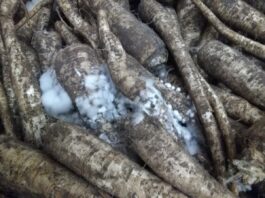 Patogeny zagrażające warzywom korzeniowym w czasie przechowywania (cz. I)