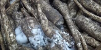 Patogeny zagrażające warzywom korzeniowym w czasie przechowywania (cz. I)