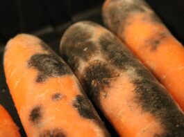 Patogeny zagrażające warzywom korzeniowym w czasie przechowywania (cz. II) – eliminacja przez zastosowanie ozonu