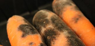 Patogeny zagrażające warzywom korzeniowym w czasie przechowywania (cz. II) – eliminacja przez zastosowanie ozonu