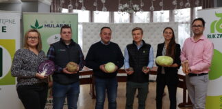 Kapusty białe (cz. I) – nowości z oferty Rijk Zwaan na sezon 2023