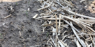 Ściółki organiczne i ich rola jako źródła składników odżywczych w uprawie warzyw